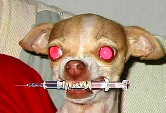 Теперь животных на бешенство проверяют и в будни, и в выходные дни