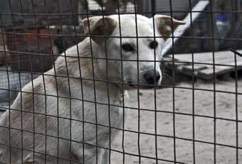 “БИМ” в беде