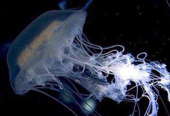 Трагически закончилась история сотрудника столичного УВД на Московском метрополитене, которого ужалила медуза во время отпуска в Египте