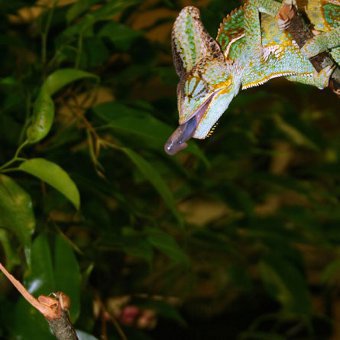 Почему язык хамелеона быстр даже при низких температурах