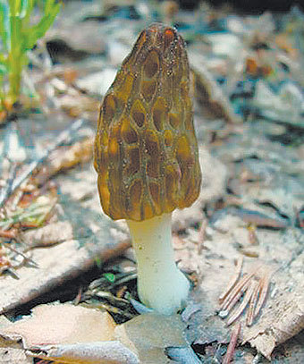 Первые грибы обнаружили сотрудники и посетители парка “Кузьминки”. 