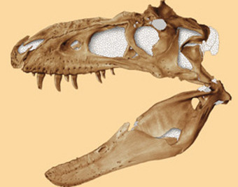 Кроме того, новообнаруженный зубастый тираннозавр имел в своем черепе еще и странное отверстие