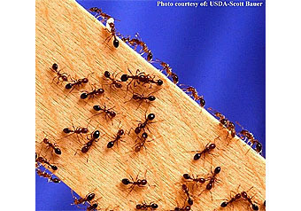 Дальнозоркостью в предсказании погоды удивили ученых муравьи, обитающие на территории столицы