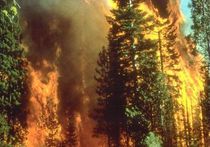 Однажды астероид сжег весь лес на Земле. И такое может повторится, опасаются ученые