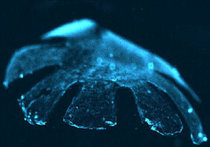 Ученые из Гарварда создали из крысиного сердца и силикона медузоид