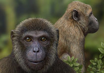 Найдены останки общего предка людей и обезьян