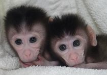 Получены первые в истории науки генно-модифицированные обезьяны