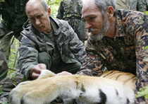 Тигрица Путина ненастоящая?