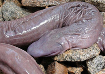 Рептилию, похожую на пенис, открыли ученые