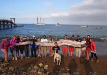 У побережья США обнаружена сельдь длиной 5,5 метров