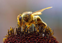 Пчелы иногда превращаются в душителей