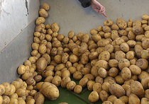 Картофель в России дороже, чем в США