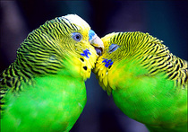 Влюбленным подгадили попугаи
