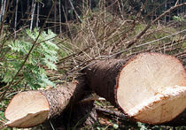 Красногорск охватила массовая вырубка деревьев