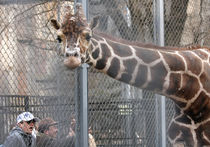 В Московском зоопарке отметят День города