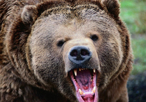 Любимого ветврача Юрия Никулина чуть не съел медведь