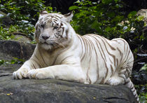 В крымском сафари-парке голодают звери 