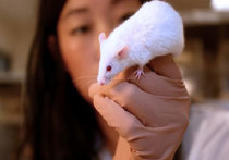 Ученые вырастили в мыши печень человека
