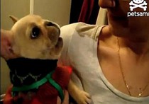 "I love You": В Интернете объявился говорящий щенок. ВИДЕО