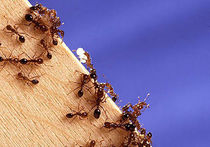 У муравьев заговорили личинки