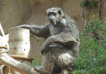 С обезьянами в зоопарке можно будет поговорить по телефону