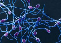 Воинственные сперматозоиды-камикадзе способны образовывать преграды на пути «чужаков»