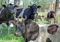В Брянске выращивают коров с заданными характеристиками