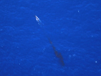 Китовые фекалии спасут человечество от глобального потепления