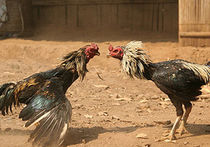 Полицейские не нашли на Арбате следов петушиных боев