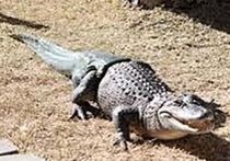 Первый в истории крокодил с искусственным хвостом