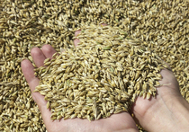 Рост зерновых цен будут тушить интервенциями