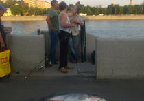 В Москве-реке появились рыбы-гиганты