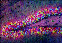 Исследователи наделили мозг мышей ложными воспоминаниями