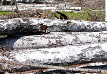 Вырубка Химкинского леса признана незаконной