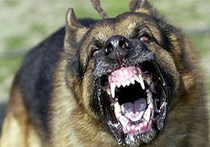 Приступы агрессии у собак могут сигнализировать о боли