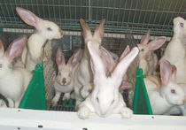 Откуда уши торчат?