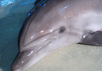 Дело о погибшем дельфине