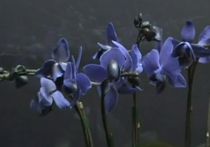 Японцам впервые в мире удалось вырастить голубую орхидею