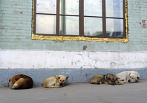 Бродячие собаки останутся в Москве