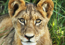 Зоозащитники отобрали львенка у владельцев ресторана в Ногинске 