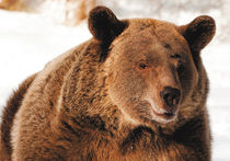 Медведь проник в дачный кооператив "Подорожник" и отобрал у отдыхающих борщ
