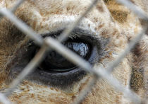 Сотрудникам Копенгагенского зоопарка объявили вендетту за убийство жирафа