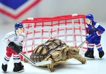 Результаты ЧМ по хоккею предскажет черепаха-мутант