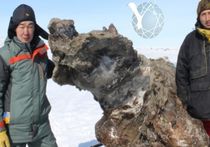 В Сибири найдена идеально сохранившаяся мамонтиха: ученые взяли пробы крови