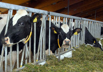 Жара довела русских коров до молочного дефицита