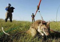 Крысы быстрее металлодетекторов обнаружили 2400 мин "противника"