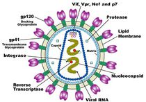 Раскрыт механизм, благодаря которому клетки могут сопротивляться ВИЧ