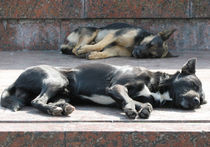 Приюты для бездомных животных в Москве не решают проблемы