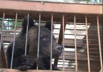 Паводок вывел медведей к хабаровским поселкам: МЧС спасает животных