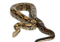 Змей забыли в офисе московской фирмы после представления